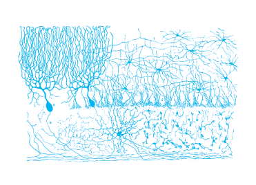 Estructura de los centros nerviosos de las aves (Ramón y Cajal, Madrid, 1905).
