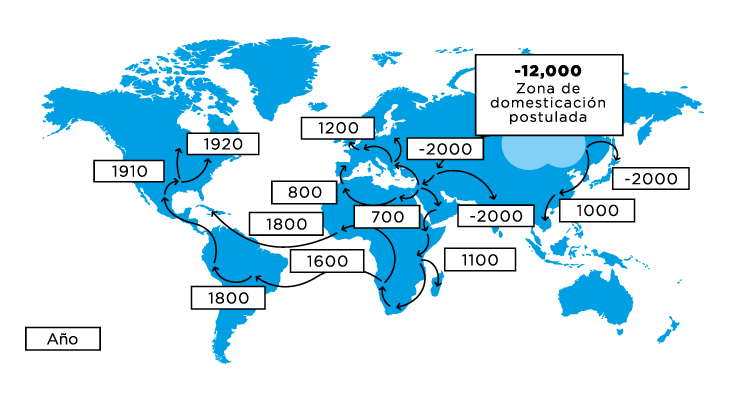 Distribución de la Marihuana por el mundo a través de los siglos