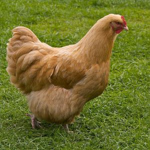 Imagen de una gallina