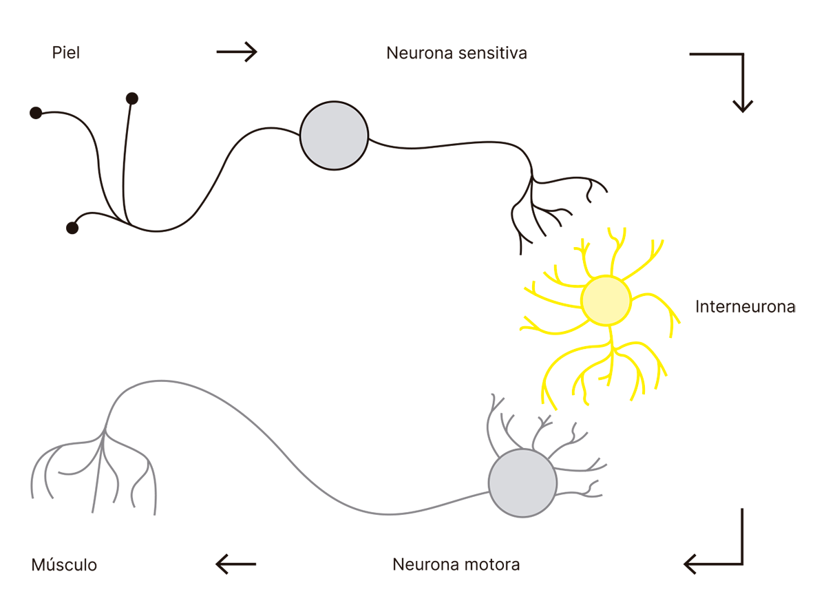 El arco reflejo neuronal es un circuito que permite una respuesta rápida e involuntaria al transmitir un estímulo de la piel al músculo mediante neuronas sensitivas, interneuronas y motoras.