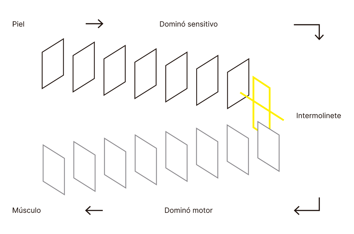 La imagen representa el flujo de un estímulo desde la piel hacia el músculo a través de una serie de pasos denominados "dominó sensitivo" y "dominó motor", con un "intermolinete" que actúa como punto de transición.