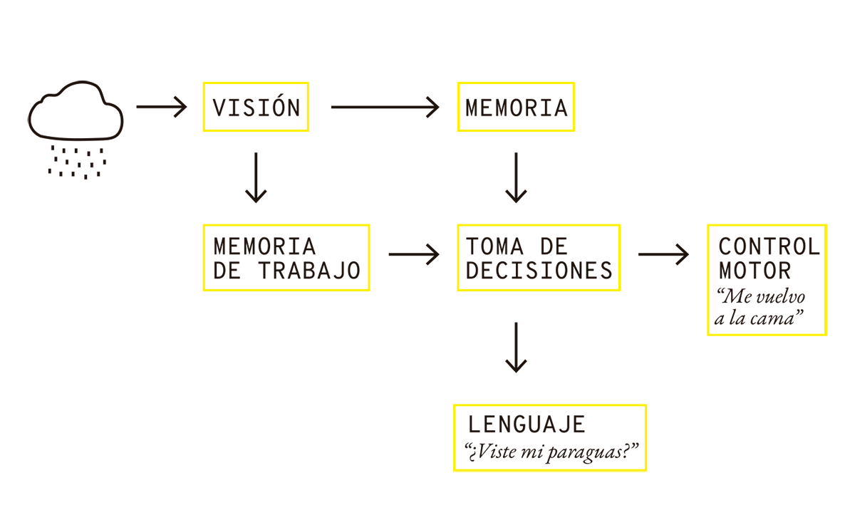 La imagen muestra un proceso cognitivo que comienza con la percepción de un estímulo visual (una nube de lluvia), pasando por varias etapas de procesamiento mental hasta llegar a una respuesta conductual y verbal. Primero, el estímulo visual es procesado por la "Visión" y almacenado en "Memoria". Luego, este recuerdo se envía a la "Memoria de trabajo", donde se integra la información necesaria para la "Toma de decisiones". Finalmente, esta decisión conduce a un "Control motor" ("Me vuelvo a la cama") y genera una expresión verbal en el "Lenguaje" ("¿Viste mi paraguas?"). La secuencia ilustra cómo diferentes áreas de procesamiento cognitivo interactúan para generar respuestas físicas y verbales en respuesta a un estímulo visual.