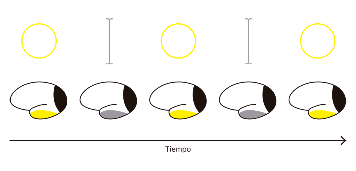 La imagen ilustra los correlatos neuronales de la rivalidad binocular, mostrando cómo el cerebro procesa de manera alternante los estímulos visuales contradictorios presentados a cada ojo (un círculo y una línea vertical). A medida que avanza el tiempo, se observan activaciones neuronales que corresponden con la percepción de cada estímulo en diferentes momentos. Las áreas del cerebro vinculadas a la percepción alternan entre los estímulos, lo cual se refleja en los cambios en la activación, primero predominando el círculo y luego la línea, de manera cíclica y en intervalos, lo que da lugar a la experiencia de rivalidad binocular.