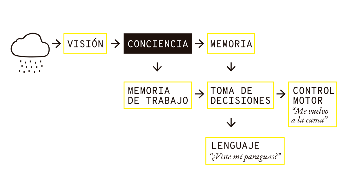La imagen representa un diagrama del proceso de percepción, conciencia y respuesta ante un estímulo. El flujo comienza con la percepción visual de un estímulo (como ver la lluvia), que luego pasa al nivel de la conciencia, destacada en un recuadro negro. A partir de allí, la información se procesa en la memoria y en la memoria de trabajo, lo cual permite tomar decisiones sobre cómo responder al estímulo. La decisión tomada puede llevar a una respuesta motora (control motor) o a una expresión lingüística, según el contexto. Este esquema muestra cómo la conciencia actúa como un puente entre la percepción inicial y las respuestas complejas que involucran memoria, decisión y acción.