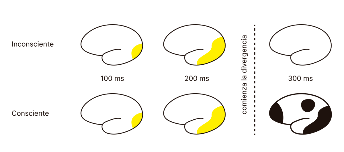 La imagen representa la activación cerebral en procesos inconscientes y conscientes a lo largo del tiempo, en intervalos de 100 ms, 200 ms y 300 ms. En el proceso inconsciente, la activación se mantiene localizada y se desvanece a los 300 ms. En el proceso consciente, la activación inicial se expande y se intensifica, mostrando una mayor distribución a los 300 ms, momento en el cual se observa una clara divergencia en la activación entre ambos procesos.