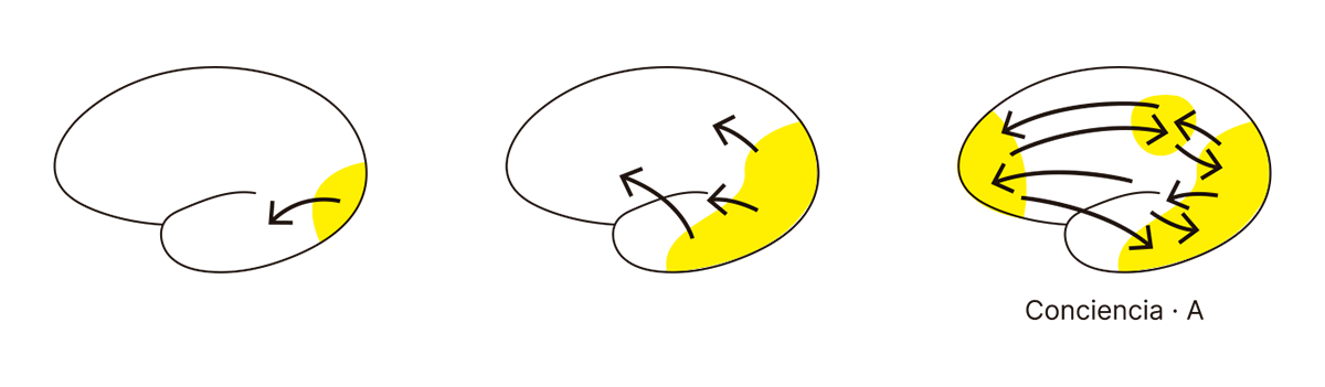 La imagen muestra una representación del proceso de activación cerebral que lleva a la manifestación de la conciencia. En el primer panel, se observa una pequeña activación en una región específica del cerebro (área amarilla) sin conexiones significativas. En el segundo panel, la activación se expande y comienzan a surgir algunas interacciones entre diferentes áreas. Finalmente, en el tercer panel, una red de conexiones complejas cubre una mayor extensión del cerebro, lo cual representa el estado en el que se manifiesta la conciencia ("Conciencia · A") como un fenómeno distribuido y coordinado a través de múltiples áreas interconectadas. Este proceso sugiere que la conciencia no emerge hasta que hay una integración suficiente de información entre distintas zonas cerebrales.