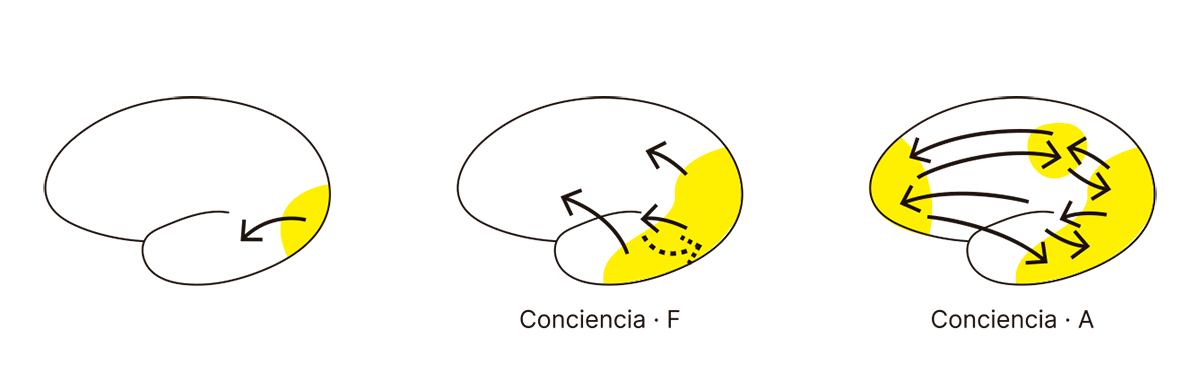 La imagen ilustra la evolución de la conciencia en el cerebro a través de diferentes estados. En el primer panel, una pequeña área del cerebro muestra una activación inicial en amarillo, sin conexiones significativas con otras áreas. En el segundo panel, identificado como "Conciencia · F", la activación se expande ligeramente y comienzan a aparecer conexiones limitadas (representadas por flechas), indicando una etapa de conciencia parcial o fragmentada. En el tercer panel, denominado "Conciencia · A", la activación se extiende aún más, conectando varias áreas cerebrales con una red más compleja de flechas, lo que sugiere la manifestación completa de la conciencia como resultado de una integración extensiva de información entre múltiples regiones del cerebro. Este proceso destaca que la conciencia emerge gradualmente a medida que aumentan la activación y las conexiones entre las diferentes áreas cerebrales.