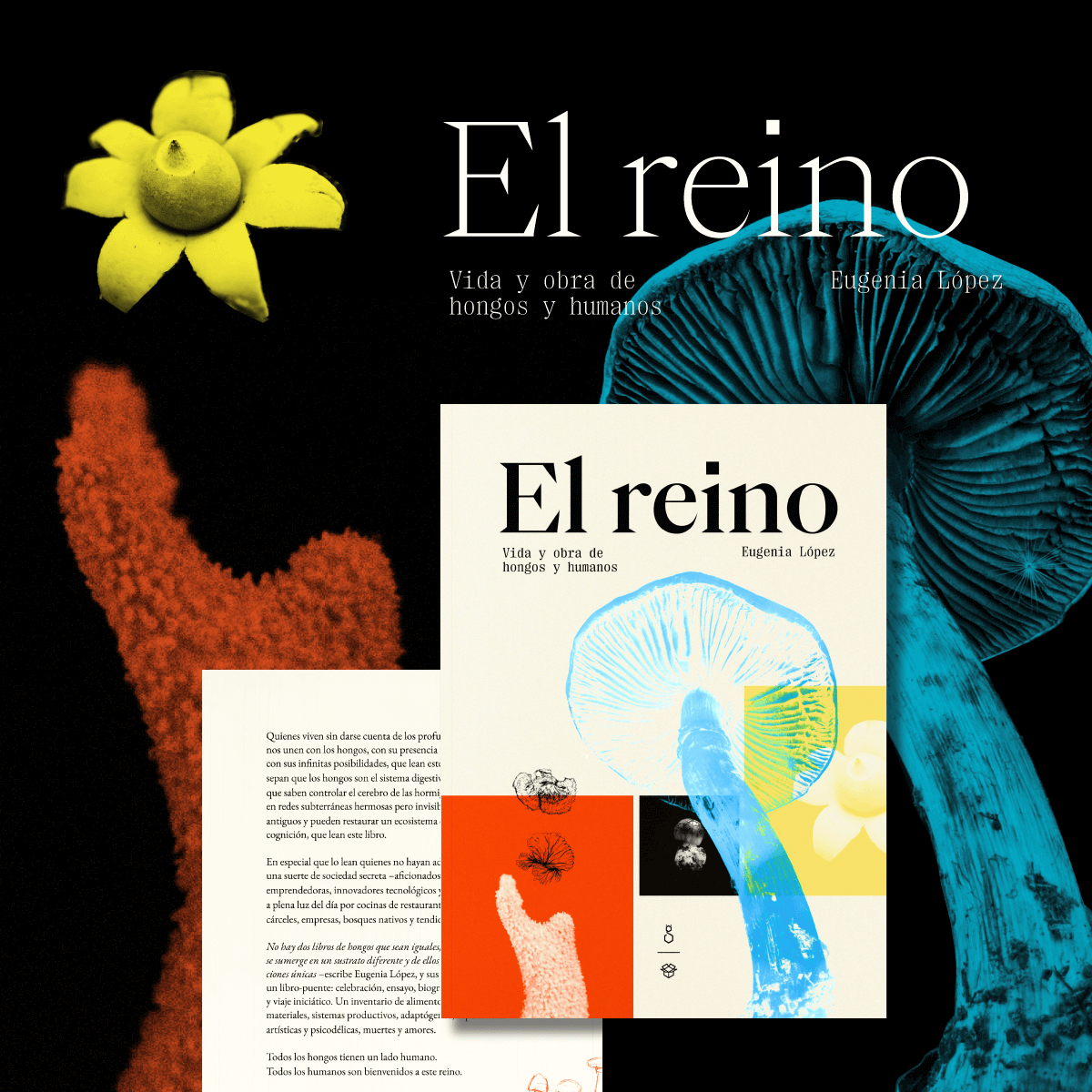 Un mal padre para las ideas (Geastrum) | El Reino, image size:1200x1200